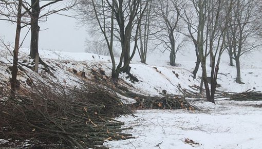 Sākušies koku izciršanas darbi Daugavpils cietoksnī