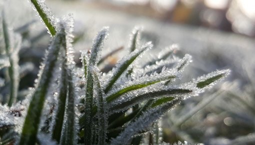 Aizvadītajā naktī fiksēta salna