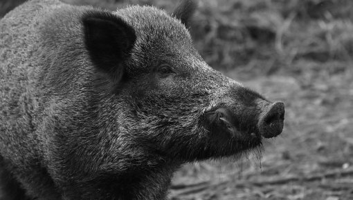 Āfrikas cūku mēris pirmo reizi konstatēts Kuldīgas un Saldus novadā