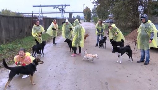 Brīvprātīgo nedēļas ietvaros jaunieši devās uz dzīvnieku patversmi (VIDEO)