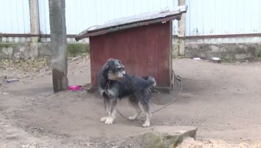 Pagājušajā gadā Daugavpilī vairāk nekā 400 patversmes suņi un kaķi atrada sev jaunas mājas (VIDEO)