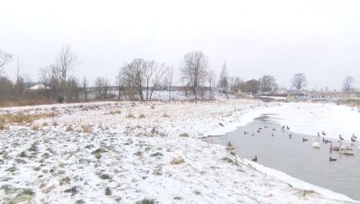 Kāpēc gulbji nav aizlidojuši uz siltajām zemēm? (VIDEO)