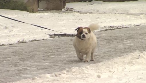 Daugavpils un tās novads ir suņiem draudzīgs (VIDEO)