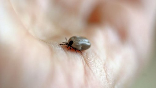 Tuvākajās nedēļās varētu sākties ērču aktivitātes sezona