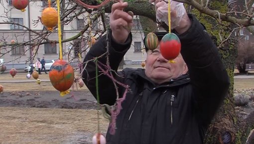 Daugavpilī uzziedēja atkal Lieldienu koks (VIDEO)