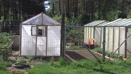 Pilsētnieki aktīvi nomē zemi priekš sakņu dārziem (VIDEO)