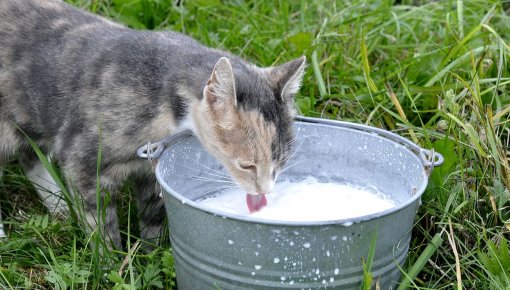 Latvijā nodotā piena apmērs šā gada pirmajā pusgadā samazinājies