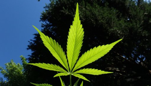 Brigmanis neatbalsta marihuānas legalizāciju medicīniskos nolūkos