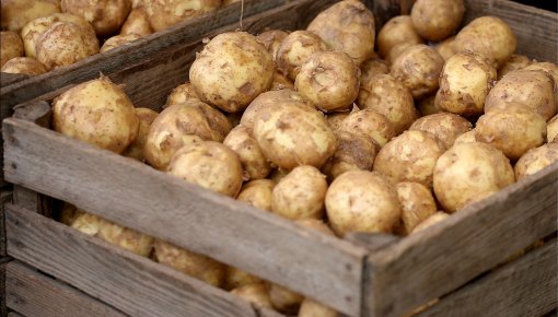 Kartupeļu raža daudzviet padevusies labāka par gaidīto