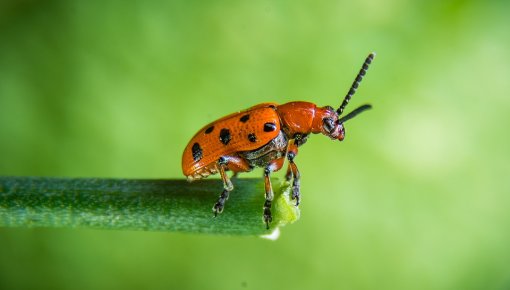 Latgales zoodārza priekšā tapuši vairāki interesanti objekti