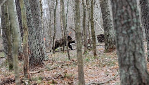 Āfrikas cūku mēris pirmo reizi konstatēts mežacūkai Vilces pagastā