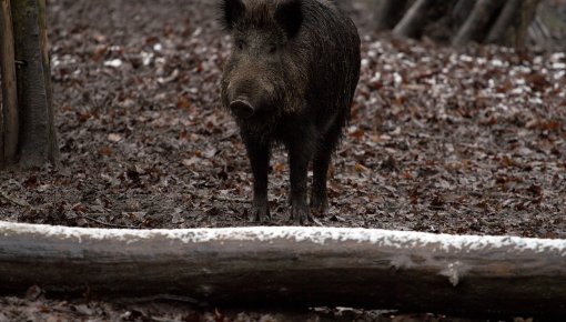 Āfrikas cūku mēris pirmo reizi konstatēts mežacūkai Vaiņodes pagastā