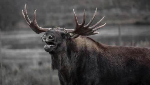 Sākas jaunā lūšu medību sezona