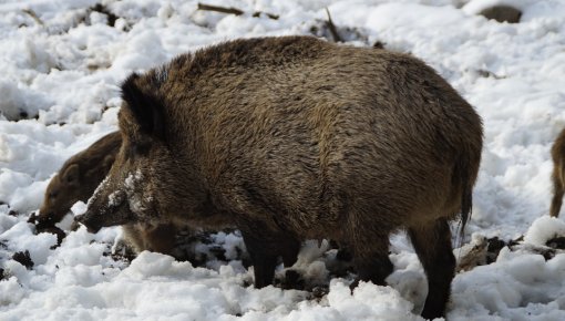 Āfrikas cūku mēri konstatē Snēpeles un Sventes pagastos