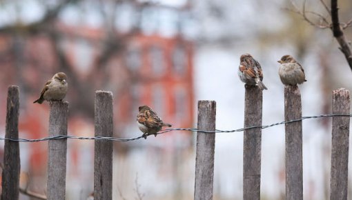 Sestdien gaidāms apmācies laiks un nelieli nokrišņi