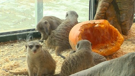 Latgales zoodārza surikāti pārvākušies uz jaunu dzīvesvietu (VIDEO)