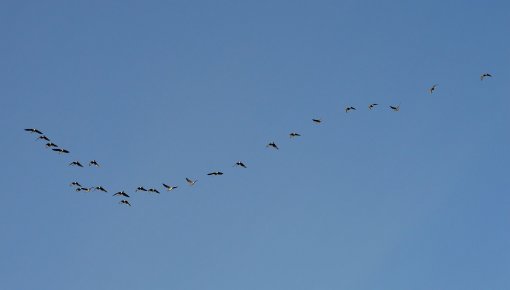 Latvijā atgriezušies pirmie gājputni