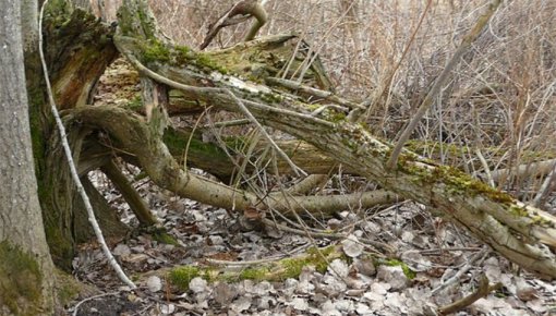 Mirušais regbists Dāvis Pērkons tika atrasts aizaugušā, biezā mežā ar daudziem kritušiem kokiem