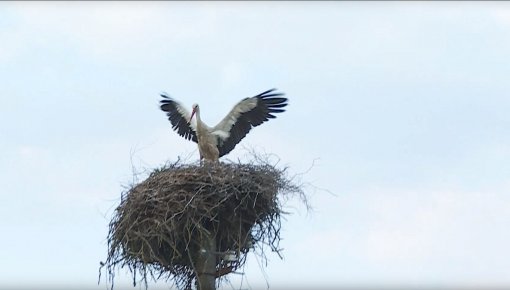 Stārķi izmet mazuļus no ligzdām (VIDEO)