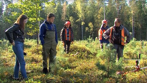 “Latvijas Valsts Meži”: meža atjaunošana un kopšana (VIDEO)