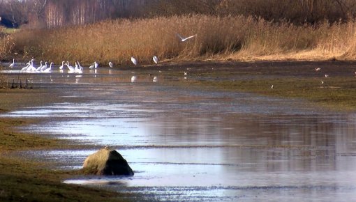 Zivju audzētavā "Nagļi" nozvejas apjomi paliek nemainīgi (VIDEO)