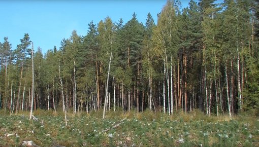 "Latvijas Valsts Meži": struktūra un darba plānošana (VIDEO)