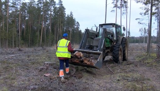 Valsts mežos ir iespēja iegūt malku bez maksas (VIDEO)