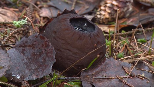 Atrod vairāk nekā simts toverīšu sarkosomas (VIDEO)