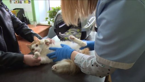 Veterinārās klīnikas Covid-19 laikā (VIDEO)