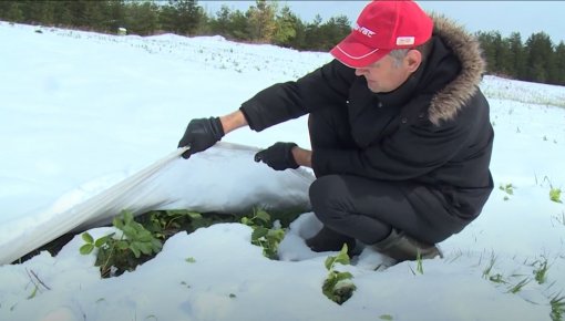 Sniegs pārsteidz zemeņu audzētājus Latgalē (VIDEO)