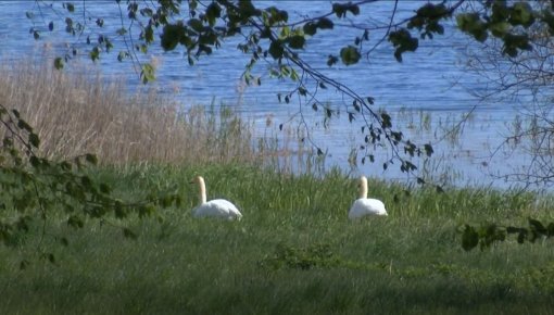 Latgalē paplašinātas putnu vērošanas iespējas (VIDEO)