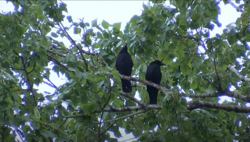 Ludzā strauji izplatās vārnas un krauķi (VIDEO)