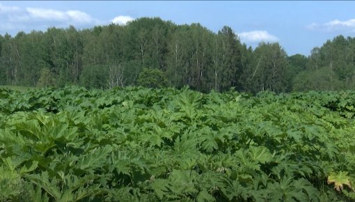 Zemnieki Latgalē veiksmīgi apkaro latvāņus (VIDEO)