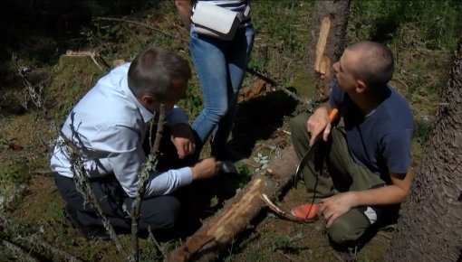 Cīnās ar astoņzobu mizgrauzi (VIDEO)