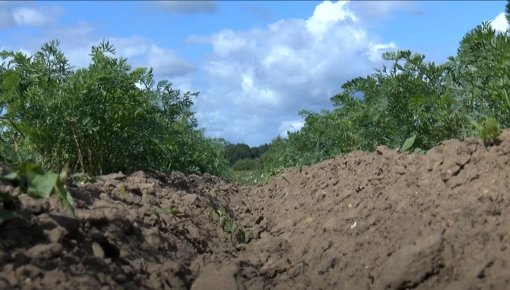 COVID-19 ir pārbaudījums arī lauksaimniekiem (VIDEO)