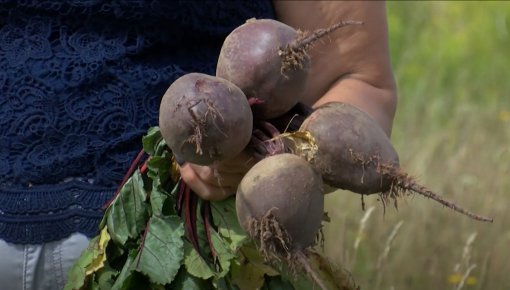 Bažas par dārzeņu realizāciju skolās (VIDEO)