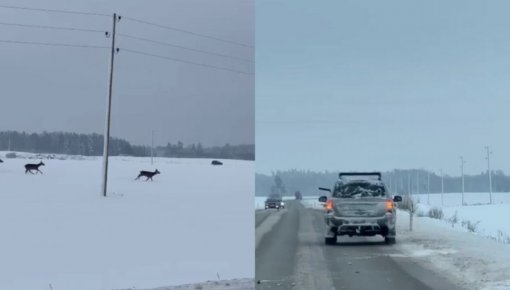 Tiesa piespriedusi sodu vainīgajiem medniekiem par šaudīšanos pa briežiem no džipa