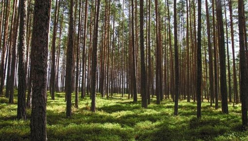 Zviedri plāno pārdot tūkstošiem hektāru meža Latvijā un Igaunijā