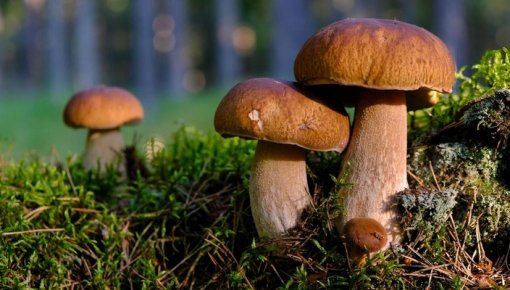 Vai iespējams ieaudzēt baravikas piemājas birzītē? Ekspertes skaidrojums