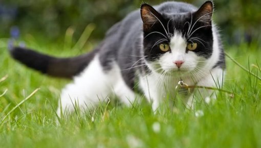 Daugavpilī un Augšdaugavas novadā uzsāk pilotprojektu sociālā riska grupu iedzīvotāju kaķu sterilizācijai