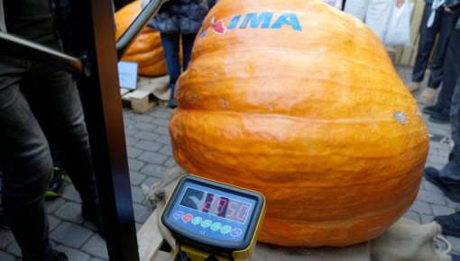 Noskaidrots šā gada Latvijas lielākais ķirbis