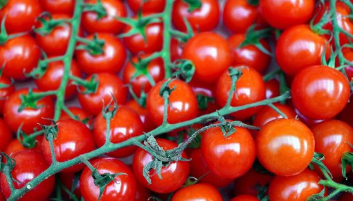 Ķiršu tomāti kļuvuši par panikas cēloni Eiropas valstīs