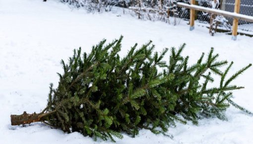 Daugavpiliešus aicina Ziemassvētku eglītes utilizēt videi draudzīgi