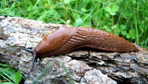 Vai sals iznīcinās kailgliemežus? Ko saka eksperti