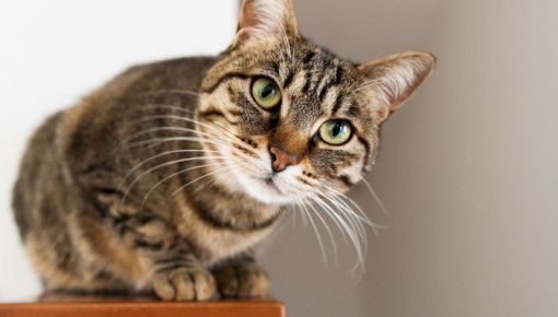 Neticami, bet fakts – kaķi var palīdzēt uzveikt vēzi