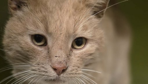 Viņš izdzīvoja pēc šāviena un ceļu satiksmes negadījuma - tagad viņam nepieciešama palīdzība