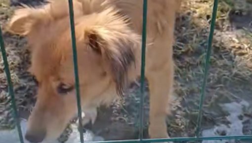 Īpaša sunīte meklē mājas