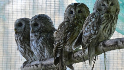 Pēc smagas ziemas putni atgriežas savvaļā