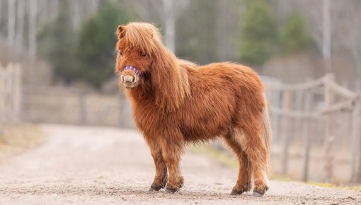 Tik mazs, ka neticēsi: unikāls piedāvājums dzīvnieku mīļiem