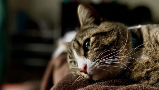 200 kaķi var palikt bez ēdiena: “Latgales Dzīvnieku atbalsts” lūdz steidzamu palīdzību